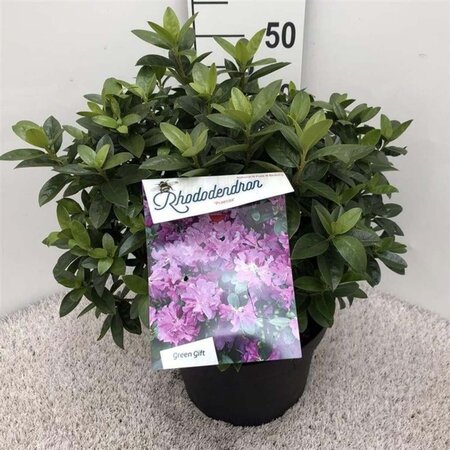 Rhododendron 'Praecox' dwerg BLAUW 30-40 cm cont. 10L - afbeelding 1