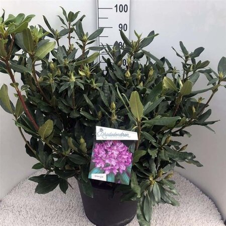 Rhododendron pont. 'Roseum' 70-80 cm cont. 30L - afbeelding 2