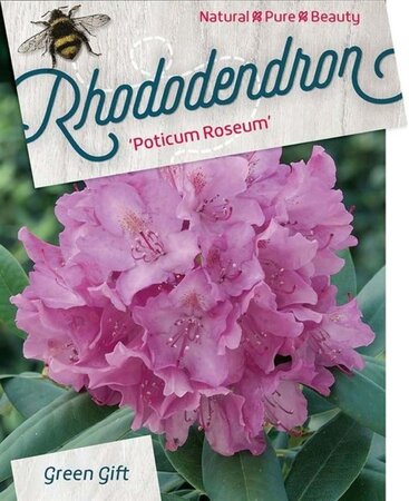 Rhododendron pont. 'Roseum' 80-100 cm cont. 80L - image 1