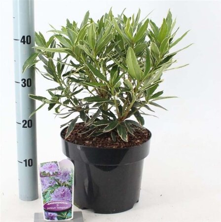 Rhododendron pont. 'Variegatum' PAARS 30-40 cm cont. 5,0L - afbeelding 4