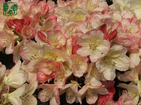 Rhododendron (Y) 'Percy Wiseman' ROZE 30-40 cm cont. 4,0L