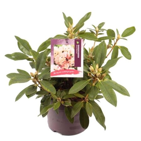 Rhododendron (Y) 'Percy Wiseman' ROZE 30-40 cm cont. 5,0L - afbeelding 7