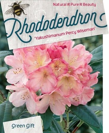 Rhododendron (Y) 'Percy Wiseman' ROZE 60 cm cont. 30L bol - afbeelding 2