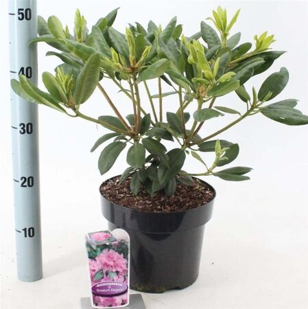 Rhododendron 'Roseum Elegans' PAARS 30-40 cm cont. 5,0L - afbeelding 3