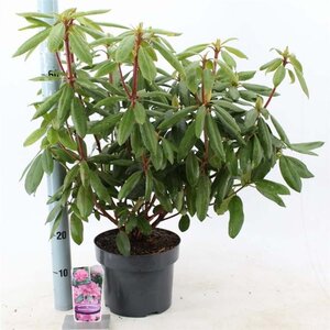 Rhododendron 'Roseum Elegans' PAARS 30-40 cm cont. 5,0L - afbeelding 4