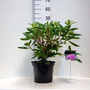 Rhododendron 'Roseum Elegans' PAARS 30-40 cm cont. 5,0L - afbeelding 2