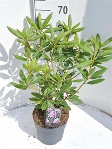 Rhododendron 'Roseum Elegans' PAARS 40-50 cm cont. 4,0L - afbeelding 2