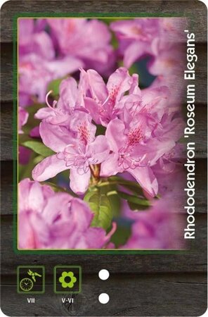 Rhododendron 'Roseum Elegans' PAARS 40-50 cm cont. 4,0L - afbeelding 3