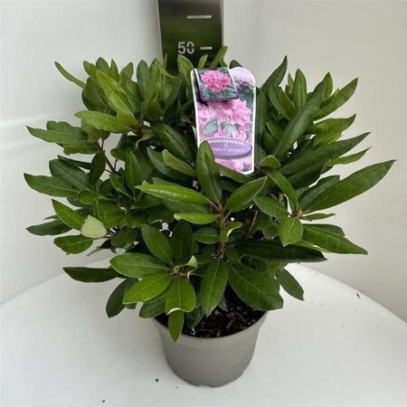 Rhododendron 'Roseum Elegans' PAARS 40-50 cm cont. 5,0L - afbeelding 2