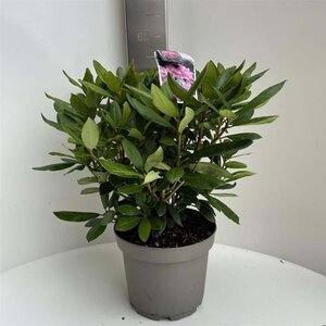 Rhododendron 'Roseum Elegans' PAARS 40-50 cm cont. 5,0L - afbeelding 3