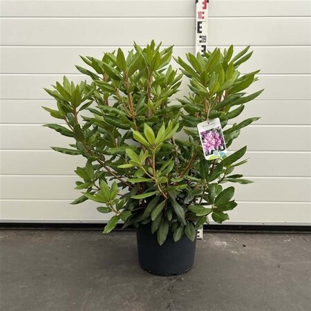 Rhododendron 'Roseum Elegans' PAARS 50-60 cm cont. 10L - afbeelding 5