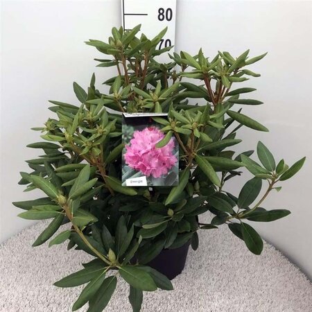 Rhododendron 'Roseum Elegans' PAARS 50-60 cm cont. 10L - afbeelding 4