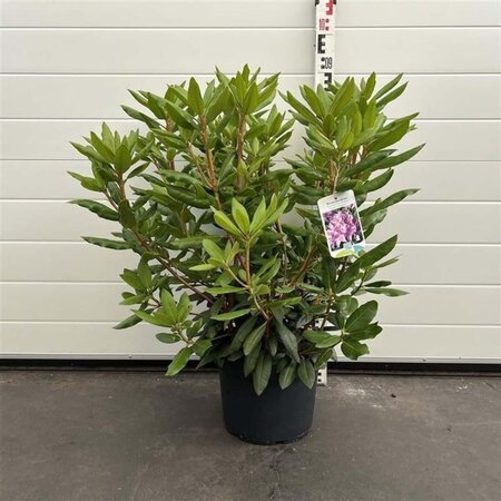 Rhododendron 'Roseum Elegans' PAARS 50-60 cm cont. 10L - afbeelding 1