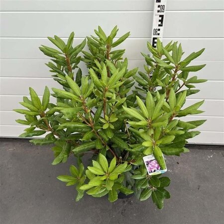 Rhododendron 'Roseum Elegans' PAARS 50-60 cm cont. 10L - afbeelding 2