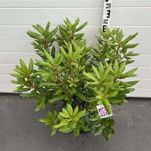 Rhododendron 'Roseum Elegans' PAARS 50-60 cm cont. 10L - afbeelding 6