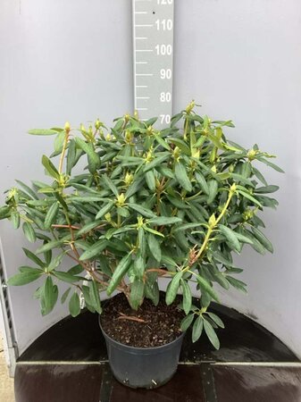 Rhododendron 'Roseum Elegans' PAARS 60-80 cm cont. 20L - afbeelding 4