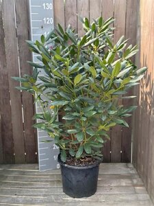 Rhododendron 'Roseum Elegans' PAARS 80-100 cm cont. 15L - afbeelding 2