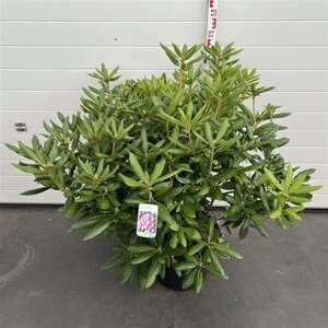 Rhododendron 'Roseum Elegans' PAARS 80-100 cm cont. 30L - afbeelding 2