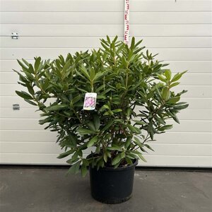 Rhododendron 'Roseum Elegans' PAARS 80-100 cm cont. 30L - afbeelding 4