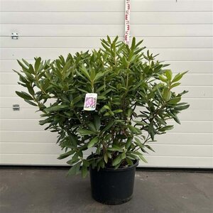 Rhododendron 'Roseum Elegans' PAARS 80-100 cm cont. 30L - afbeelding 3