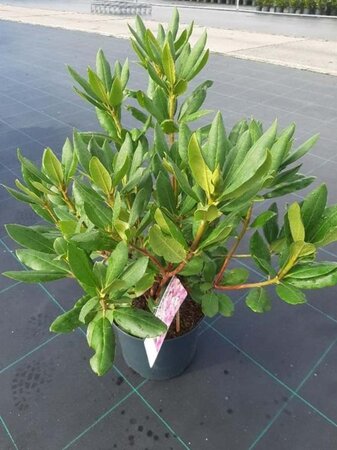 Rhododendron 'Roseum Elegans' PAARS geen maat specificatie cont. 5,0L - afbeelding 2