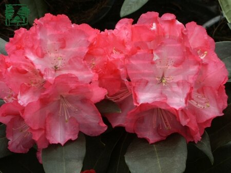 Rhododendron (Y) 'Rendezvous' ROOD/WIT 25-30 cm cont. 3,0L