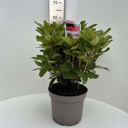 Rhododendron 'Red Jack' ROOD 40-50 cm cont. 5,0L - afbeelding 1