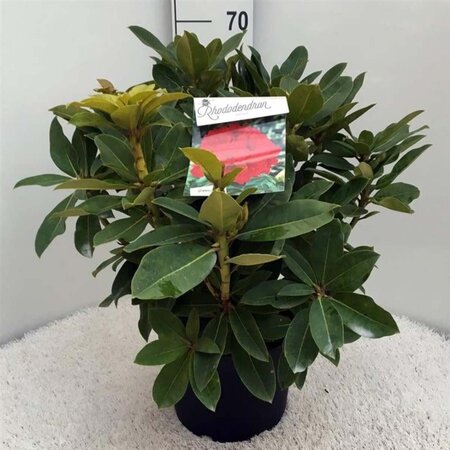 Rhododendron 'Red Jack' ROOD 50-60 cm cont. 10L - afbeelding 2