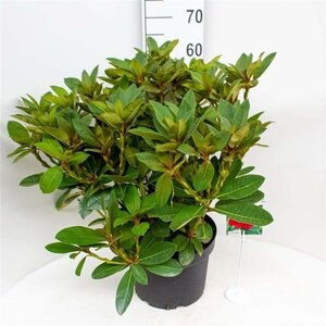 Rhododendron 'Red Jack' ROOD 50-60 cm cont. 10L - afbeelding 3