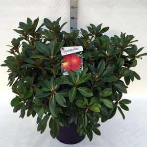 Rhododendron 'Red Jack' ROOD 60-80 cm cont. 30L - afbeelding 2