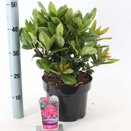 Rhododendron 'Rocket' ROZE 30-40 cm cont. 5,0L - afbeelding 2