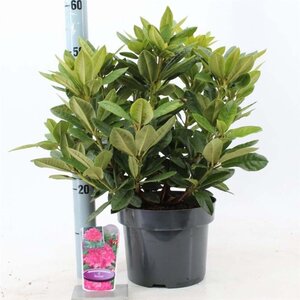 Rhododendron 'Rocket' ROZE 30-40 cm cont. 5,0L - afbeelding 3