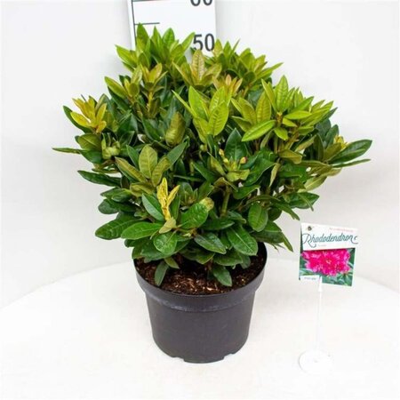 Rhododendron 'Rocket' ROZE 50-60 cm cont. 10L