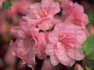 Rhododendron (AJ) 'Rosebud' ROZE 25-30 cm cont. 3,0L