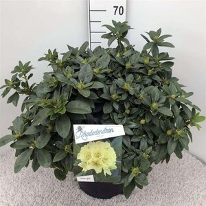 Rhododendron 'Saffrano' 50-60 cm cont. 20L - afbeelding 1