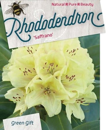 Rhododendron 'Saffrano' 50-60 cm cont. 20L - afbeelding 2