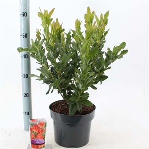 Rhododendron (AK) 'Satan' 30-40 cm cont. 5,0L - afbeelding 1