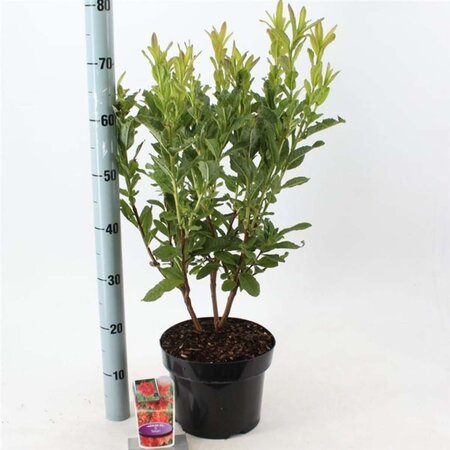 Rhododendron (AK) 'Satan' 30-40 cm cont. 5,0L - afbeelding 2