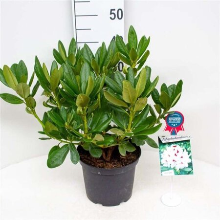 Rhododendron (AC) 'Schneeauge' 30-40 cm cont. 5,0L