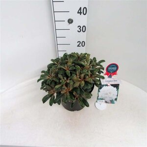 Rhododendron 'Schneekissen' 30 cm cont. 5,0L bol