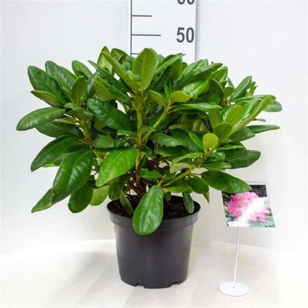 Rhododendron 'Scintillation' ROZE 30-40 cm cont. 5,0L