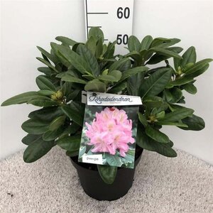 Rhododendron 'Scintillation' ROZE 40-50 cm cont. 10L - afbeelding 1