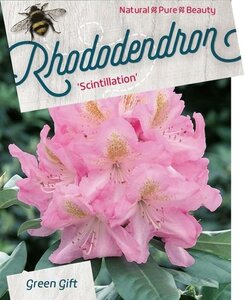 Rhododendron 'Scintillation' ROZE 40-50 cm cont. 10L - afbeelding 2