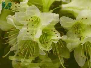 Rhododendron 'Shamrock' dwerg GEEL 15-20 cm cont. 2,0L