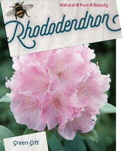 Rhododendron (Y) 'Silberwolke' WIT 30-40 cm cont. 10L - afbeelding 2