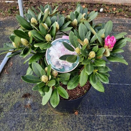 Rhododendron (Y) 'Silberwolke' WIT 40-50 cm cont. 10L