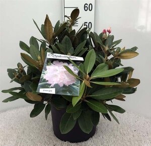 Rhododendron (Y) 'Silberwolke' WIT 40 cm cont. 10L bol - afbeelding 1