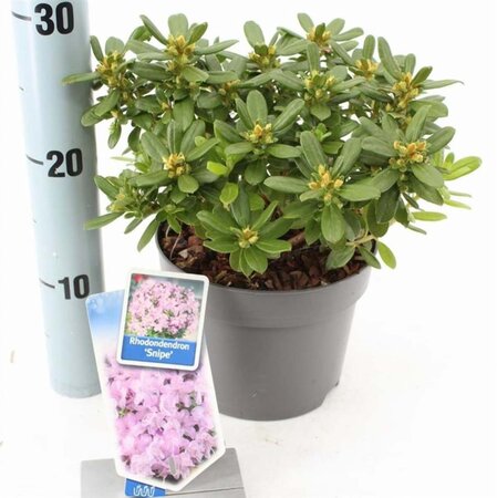 Rhododendron 'Snipe' PAARS/WIT 20-25 cm cont. 2,0L - afbeelding 3