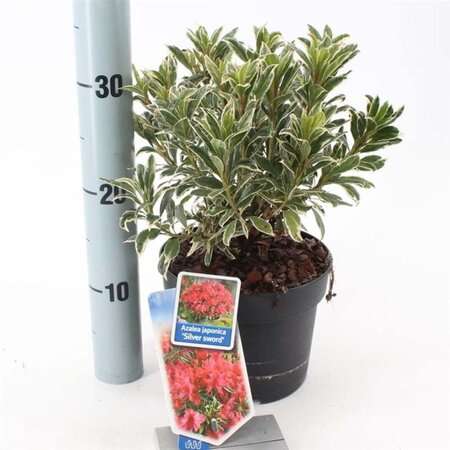 Rhododendron (AJ) 'Silver Sword' Variegata ROZE 20-25 cm cont. 2,0L - afbeelding 1