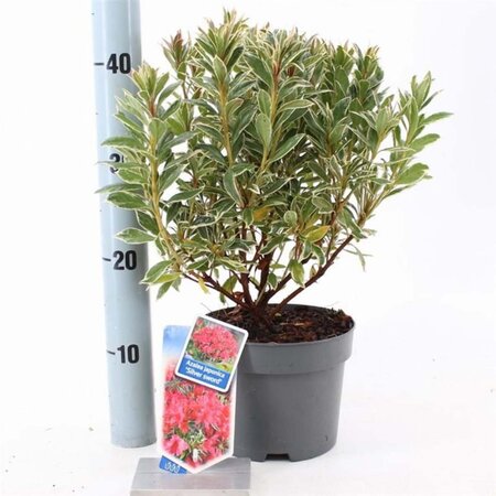 Rhododendron (AJ) 'Silver Sword' Variegata ROZE 20-25 cm cont. 2,0L - afbeelding 2